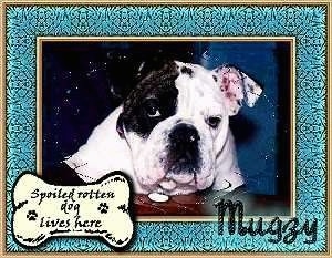 A photo of Mugzy the Bulldog with a photoshopped frame over top and the words 'Spoiled Rotten dog lives here' on a drawn dog bone. Also the words 'Mugzy' are overlayed in the other corner
