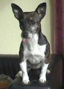 View from the front - A short-legged, thick-chested, black with white Jack Russell/Patterdale Terrier mix is sitting on the arm of a leather couch. Its tongue is sticking out of its mouth.