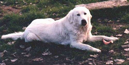 Side view - A white Maremma Sheepdog is laying in grass and there are fallen leaves all around it.