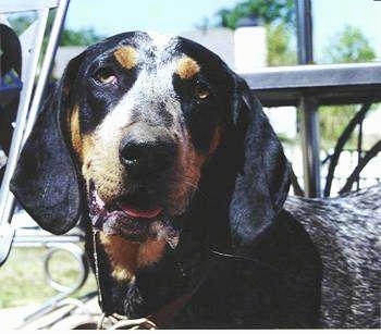 Mattie the Blue Tick Coon Hound standing outside looking happy with drool coming from her mouth