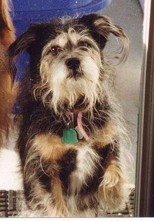 P.J. the Terrier/Schnauzer mix sitting in front of a mirror