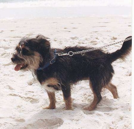 P.J. the Terrier/Schnauzer mix, with its mouth open and tongue out, walks around the beach