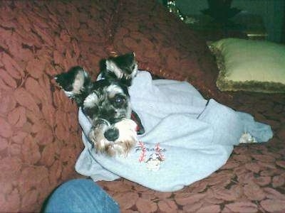 Oliver Ruben the Miniature Schnauzer wrapped in a baby blue blanket on a couch