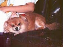 Shelley the Pomeranian laying next to a person on a leather couch