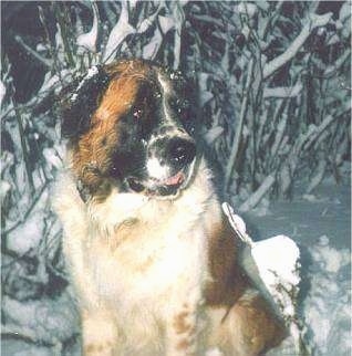 A large breed, white and tan with black Moscow Watchdog is sitting in snow at night. There is a line of snow covered trees behind it. The dog is looking to the right, its mouth is open and tongue is slightly out.