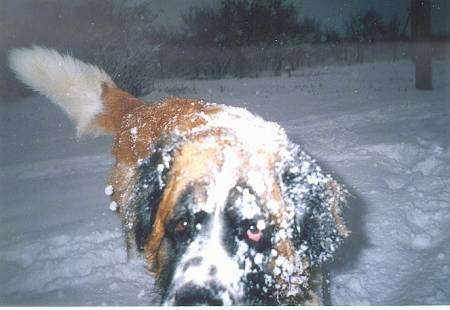 Close up front view - A white and tan with black Moscow Watchdog is covered in snow outside in a yard at night and it is standing in deep snow.
