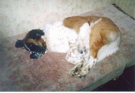 A white and tan with black Moscow Watchdog is laying on couch cushions that are lined up on the floor.
