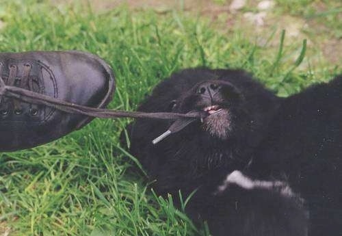 A small black with white newfoundland puppy is laying on its side outside in a yard biting a persons shoe string