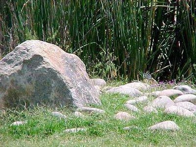 A huge bolder-sized rock with smaller rocks in front of it in grass. There is taller grass behind it.