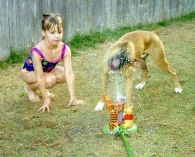 A tan with white Boxer is biting water coming out of a Winnie the Pooh water sprinkler next to a little girl.