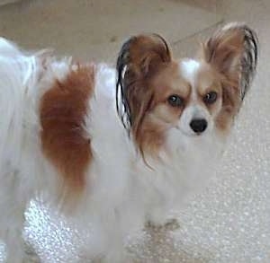 Side view - A white with red and black Papillon is walking across a tan kitchen floor looking up at the camera.
