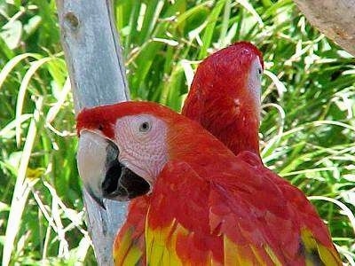 Close up head shots - Two red with yello and blue Parrots are standing in a tree.