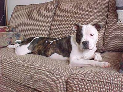 A brown brindle and white Pit Bull/Boxer/English Bulldog is laying stretched out on a brown couch looking to the right of its body.