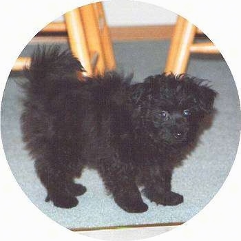 A fluffy black Pomapoo puppy is standing on a carpet and it is looking forward. There are wooden stools behind it.