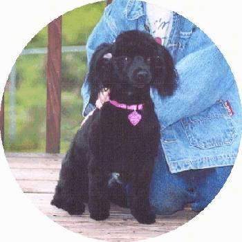 A shaved black Pomapoo is sitting on a wooden porch. There is a person behind it in a jean jacket holding its collar.