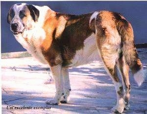 The left side of a large breed brown and white with black Rafeiro do Alentejo that is standing across a concrete surface. It is looking forward.