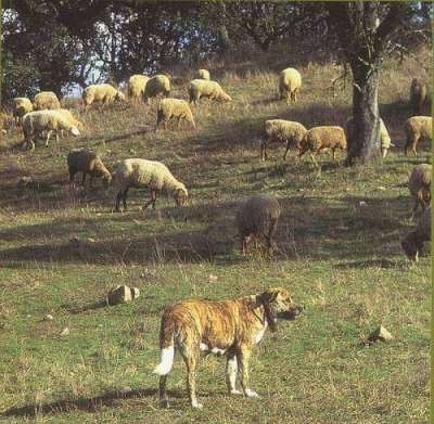 The back of a brindle Rafeiro do Alentejo dog that is standing at the bottom of a hill. The hill has a bunch of sheep on.