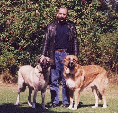 A man in a  black leather jacket is standing in between two extra large Rafeiro do Alentejo dogs in grass looking forward.