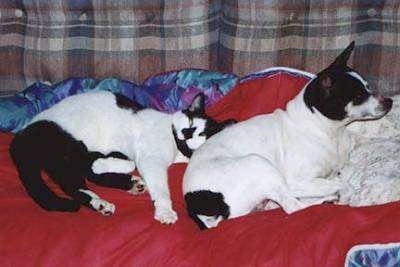 A white with black cat is laying against the back of a white with black Rat Terrier that is looking to the right. They are laying on a red blanket on a brown plaid couch.