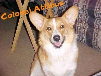 A tan and white Corgi is sitting on a carpet, it is looking forward, its mouth is open and it looks like it is smiling. The words Colonel Atticus are overlayed. The dog has big perk ears and round eyes.