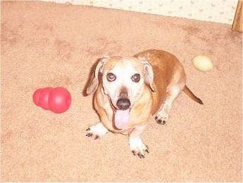 Top down view of a small, short-legged, brown Dachshund dog that is sitting on a carpet, it is looking up, its mouth is open, its tongue is out and it looks like it is smiling. There are dog toys next to and behind it.