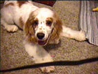 A white with brown Cocker Spaniel is laying out on a carpeted surface, its head is turned to the left, but it is looking forward. Its mouth is open and it looks like it is smiling.