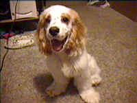 A white with brown Cocker Spaniel is sitting on a carpeted surface, its mouth is open and it looks like it is smiling.