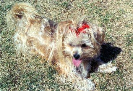 Top down view of a long coated, tan with white Yorkie that is laying on grass. It is wearing a red ribbon, it is looking forward, its mouth is open and its tongue is out.