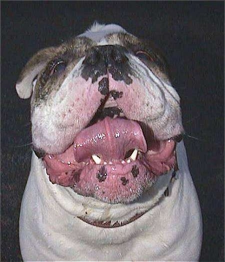 Close Up - A white with brown bulldogs face with a huge curled tongue as the focal point.
