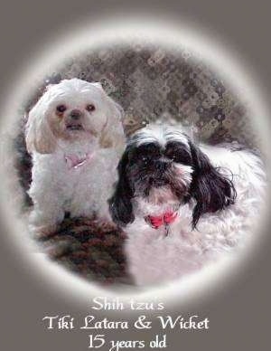 Close up front view - Two Shih-Tzus are sitting on a couch and they are looking forward. There is a grey to white gradient vignette is around the image and the words - Shih tzus Tiki Lanrara and Wicket 15 years old - are overlayed in the bottom middle of the image.