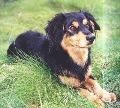 The front right side of a black with tan Small Greek Domestic Dog that is laying across a grass surface. It is looking to the right. It has a black nose.