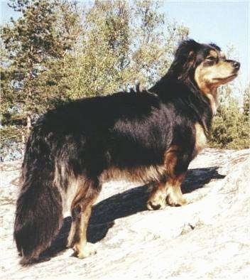 The back right side of a black with tan Small Greek Domestic Dog that is standing on a hill and it is looking to the right. It has a long thick coat with thicker hair on its long tail that is hanging down low.