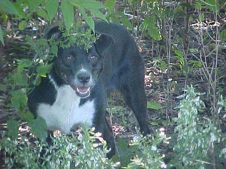 A happy-looking, black and white dog is standing on a dirt surface in the woods looking forward.
