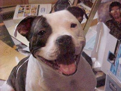 Close up head and upper body shot - A wide faced, big headed, black and white Pit Bull Terrier is sitting on a rug, its mouth is open, it looks like it is smiling, it is looking up and forward. It has a wide mouth and a black nose.