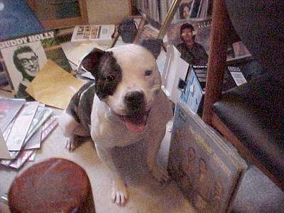 A wide chested, big headed, black and white Pit Bull Terrier is sitting on a carpet in a room where it is surrounded by vinyl records. Its mouth is open, its tongue is out, it is looking up and forward.