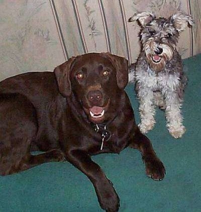A Chocolate Labrador is laying on a carpet and sitting to the right of it is a gray Miniature Schnauzer dog. Both of there mouths are open and it looks like they both are smiling.