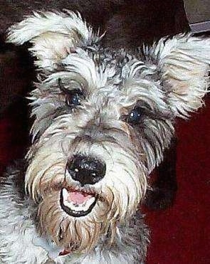 Close up head shot - A grey and white Miniature Schnauzer is looking forward, its mouth is open and it is smiling.