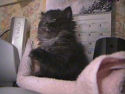 Merlyn Makito the black with fever coat Persian kitten has its paw in the air and is sitting on a pink towel next to a printer in front of a calendar