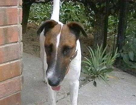 Front view - A white with brown and black Smooth Fox Terrier that is standing on a walkway that is next to a house. It is looking down, its mouth is open and its tongue is sticking out.