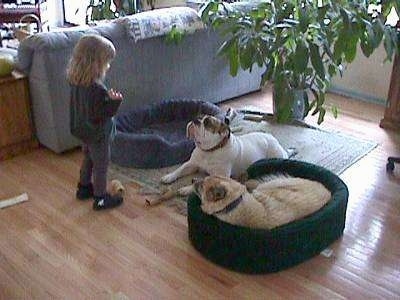 A tan with white dog is laying in a green dog bed and Spike the Bulldog is laying on the rug. They both are looking up at a little blonde-haired girl standing in front of them.