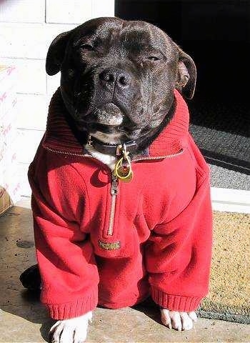 Close up - A black with white Staffordshire Bull Terrier dog wearing a red pullover fleece, it is sitting on a stone porch, it is looking forward and it is squinting in the sun.