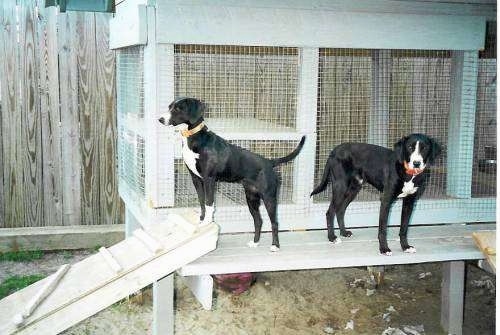 There are two black with white Stephens Stock Mountain Curs dogs standing on an elevated Coop.