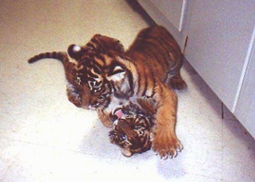Two Tiger Cubs playing with each other on top of a tiled floor.