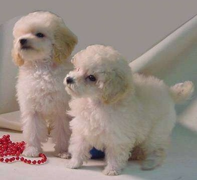mini toy poodle for sale