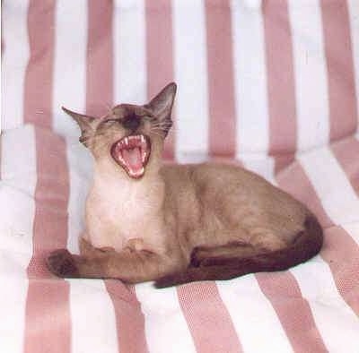 Buddy the Tonkinese Cat is yawning on a peppermint stripped couch