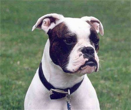 Close up head and upper body shot - A white with brindle Valley Bulldog is sitting in grass and it is looking to the right. It has a black nose and black lips and an underbite that pushes its bottom lip out farther than its top.