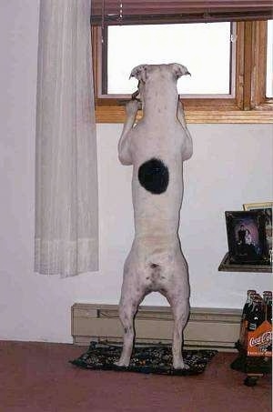 The back of a white with brindle Valley Bulldog that is standing on a carpet jumped up at a window sill looking out of a window.