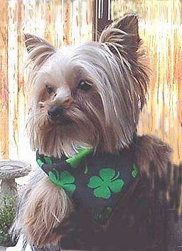 Close up - A black with tan and cream Yorkshire Terrier is sitting outside, it is looking to the left and it has a four leaf clover bandana on. It has perk ears and long hair hanging on the sides of its face, a black nose and dark eyes.