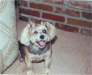A black and tan Snorkie is sitting on a carpet next to a couch and behind it is a brick wall. It is looking up, its mouth is open and it looks like it is smiling.