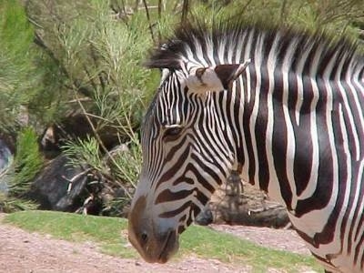 Close Up - Zebras head
